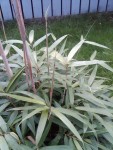 IMG00089-20101003-1145.jpg