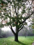 Baum im Nebel.JPG (882.6 KiB) 1755 mal betrachtet Aus genau diesem Grunde, und weil der Baum genau so alt ist wie ich, ist es mein absoluter Lieblingsbaum