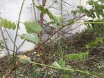 Knospen