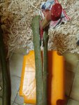 IMG_20180103_165000.jpg (241.95 KiB) 12692 mal betrachtet Da ich gerade einen leichten Hexenschuss habe kam die Axt statt des Ziehmessers zu Einsatz, ist weniger anstrengend.