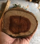 Oberer Stammabschnitt