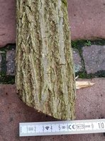 Holunderrinde und Stave-Durchmesser