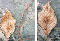 Hainbuchenblatt vorder- und Rückseite und Zweig