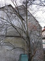 Holler im Komposteck im Garten