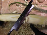 Stamm 1 Jahresring abtragen.jpg