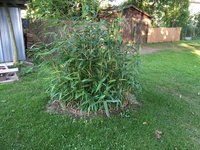 IMG_0253_1.JPG