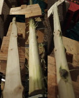 Ahorn bei der Bearbeitung