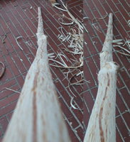 Roteiche Rückenansicht