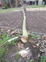 schön erdnah abgesägt, da soll mal Gras drüber wachsen, zu sehen auch die Tatwaffe