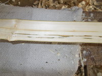 viielleicht eingewachsene Äste