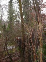 heute morgen eine Ulme im Garten ausgeguckt