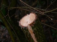 ...und abgeschnitten