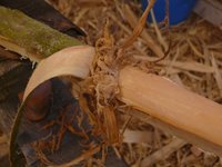 sogleich in die Werkstatt, gebandsägt und nackig gemacht...