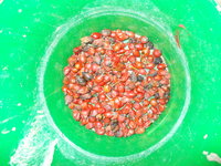 später stellte sich raus, daß ich zu viel gepflückt habe