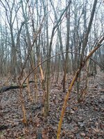 Habitat im Hollerfriedhof. Der mit der grünen Maurerschnur ist´s.