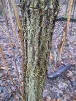 Die Borke... Holler halt.