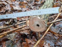 Anschnitt oben, hab mindestens eine Ameise obdachlos gemacht, die im leeren Markkanal wohnhaft war.