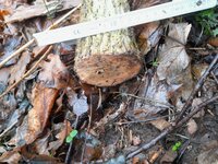 Anschnitt unten, leider ein bisschen drecksch geworden.