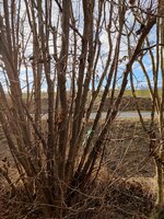 Der mit dem Bändchen is es