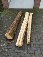 1.2.2022 Robinie 1.1.jpg