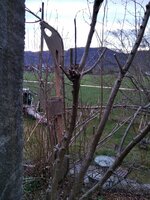 Recurve am Strauch wachsen lassen