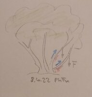 Normalwuchs.jpg (147.35 KiB) 3422 mal betrachtet Hasel, normaler Wuchs