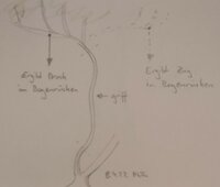 Hasel, als Bogenrohling