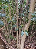 ilex.jpg (198.89 KiB) 1231 mal betrachtet Ilex