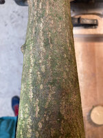 Faulbaum_Borke.jpg (554.56 KiB) 8306 mal betrachtet Faulbaum Borke