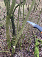 Hartriegel_ab.jpg (1.62 MiB) 8245 mal betrachtet Hartriegel im Habitat