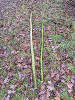 Hartriegel_ganz.jpg (1.43 MiB) 8245 mal betrachtet Hartriegel, das obere Ende wird vielleicht ein Kinderbogen