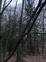 Hasel_Habitat.jpg (1.4 MiB) 7944 mal betrachtet Hasel im Habitat