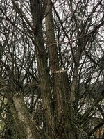 Robinie nach dem Fällen