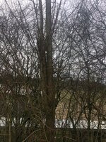 Robinie vor dem Fällen