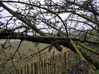 Kornelkirsche Ast abgesägt