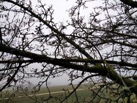 Kornelkirsche Ast am Baum