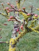 Kornelkirsche Knospe (Blüten)