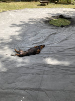 Auch Herbert hilft eifrig beim Aufbauen