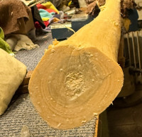 die Gammelstelle unter Holzleim (das dunkle rund um den Markkanal)