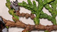 Blattdetail