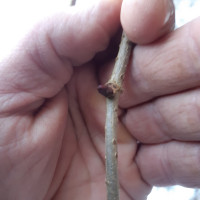 Knospe