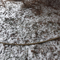 Der Sapling an sich