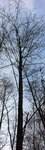 Baum 2