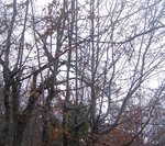 Saplingturnier  2012 001 edit.JPG