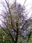 Sapling4_vorher1.JPG