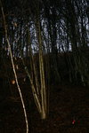 vor dem Fällen im Habitat