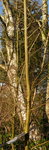 Ulmenstöckchen, ca.4 cm
