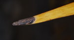 ca 6,5mm an den Nocks