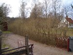 Fliederhecke