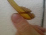 DSC04488.JPG